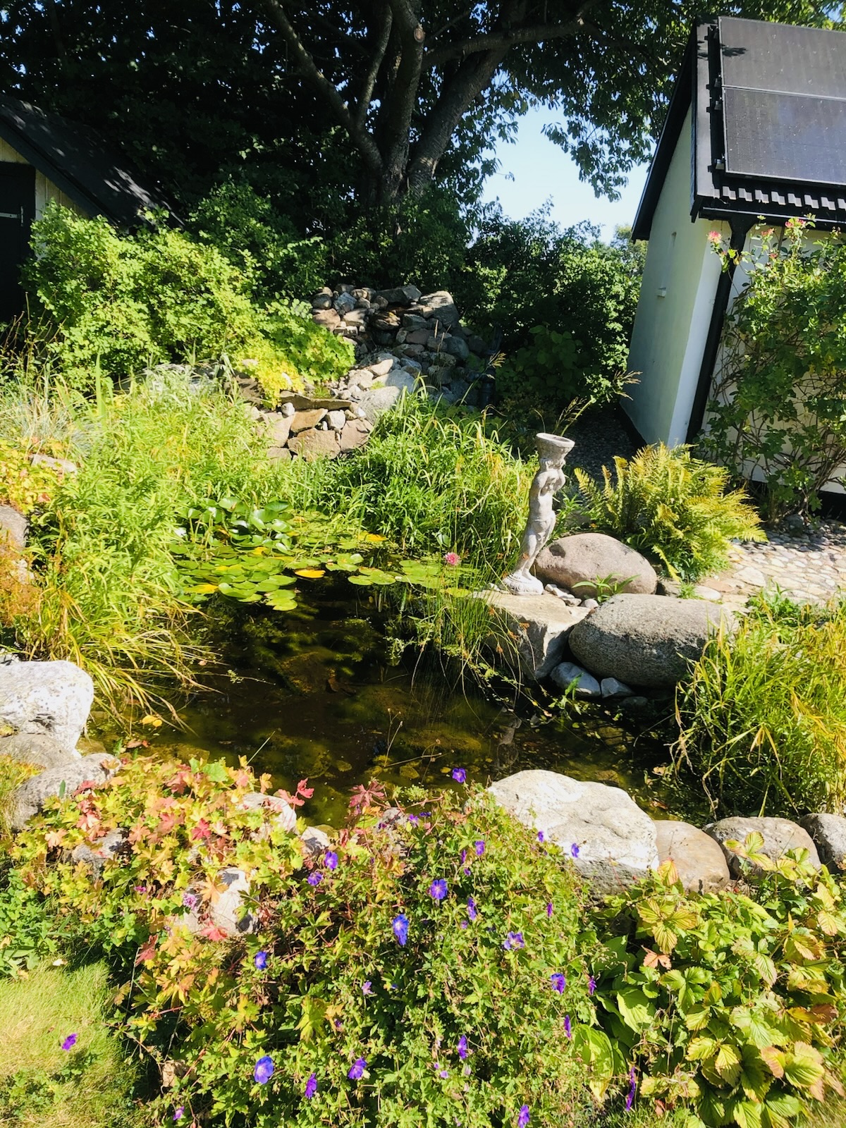 Trädgårdsdamm med näckrosor och stensatt kant